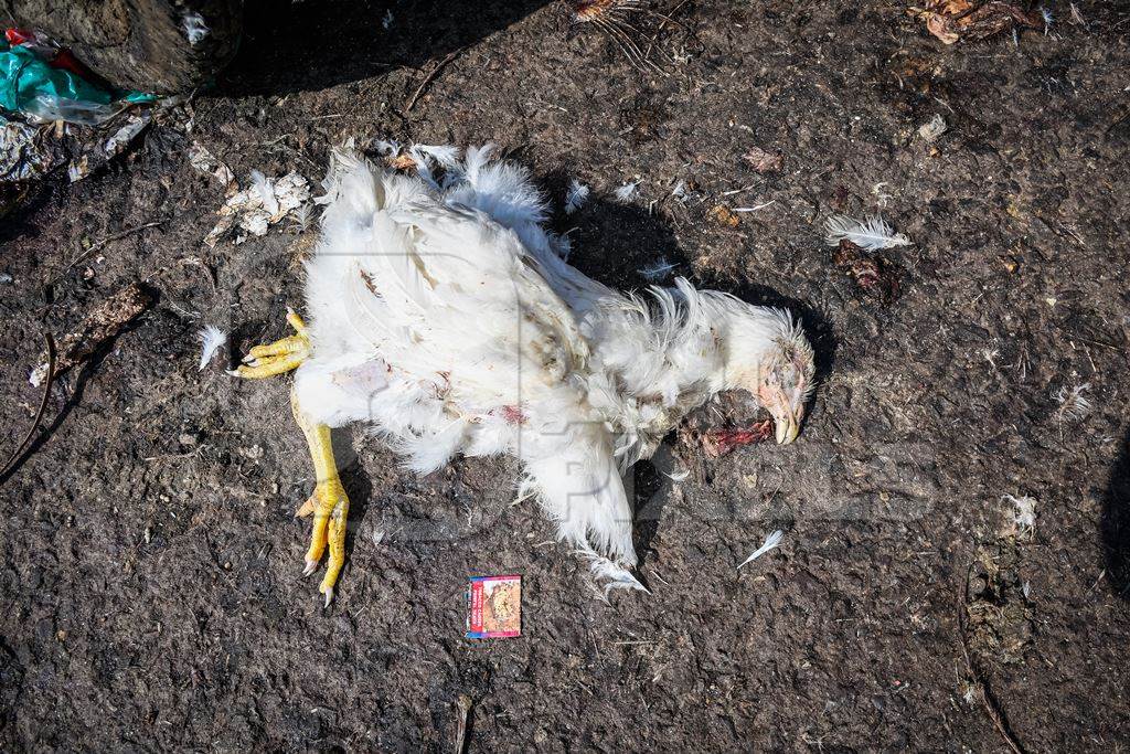 Dead Indian broiler chicken on the ground at Ghazipur murga mandi, Ghazipur, Delhi, India, 2022