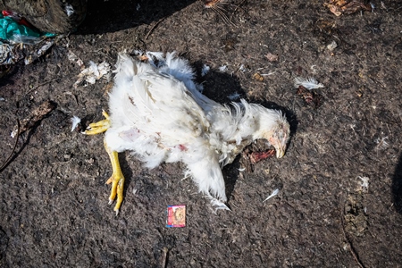 Dead Indian broiler chicken on the ground at Ghazipur murga mandi, Ghazipur, Delhi, India, 2022