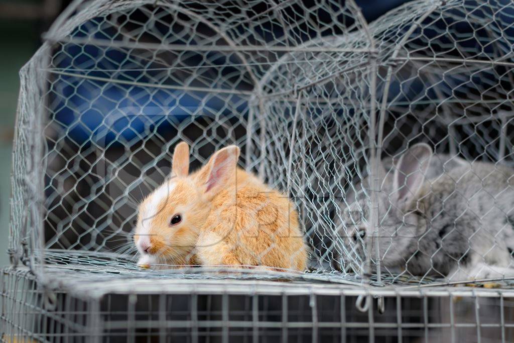 Baby rabbits on sale as pets at Galiff Street pet market, Kolkata, India, 2022
