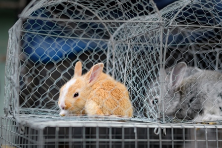 Baby rabbits on sale as pets at Galiff Street pet market, Kolkata, India, 2022