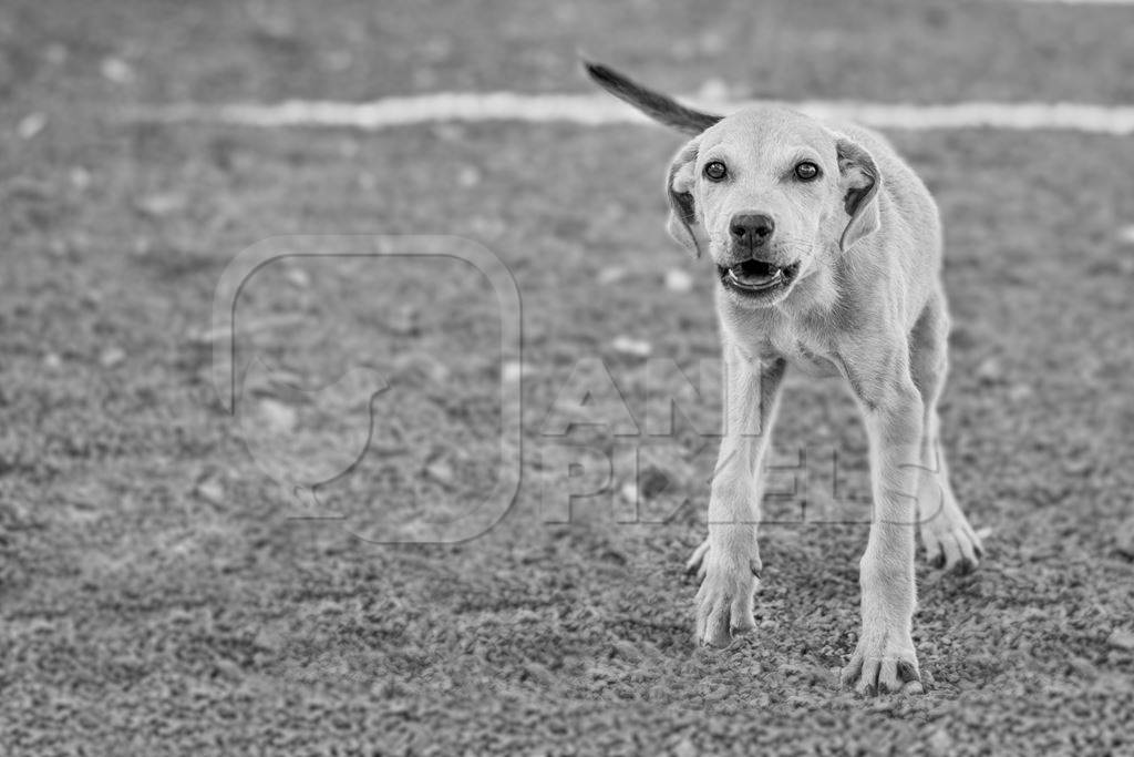 Stray street puppy dog on road in black and white