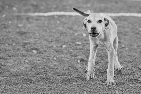 Stray street puppy dog on road in black and white