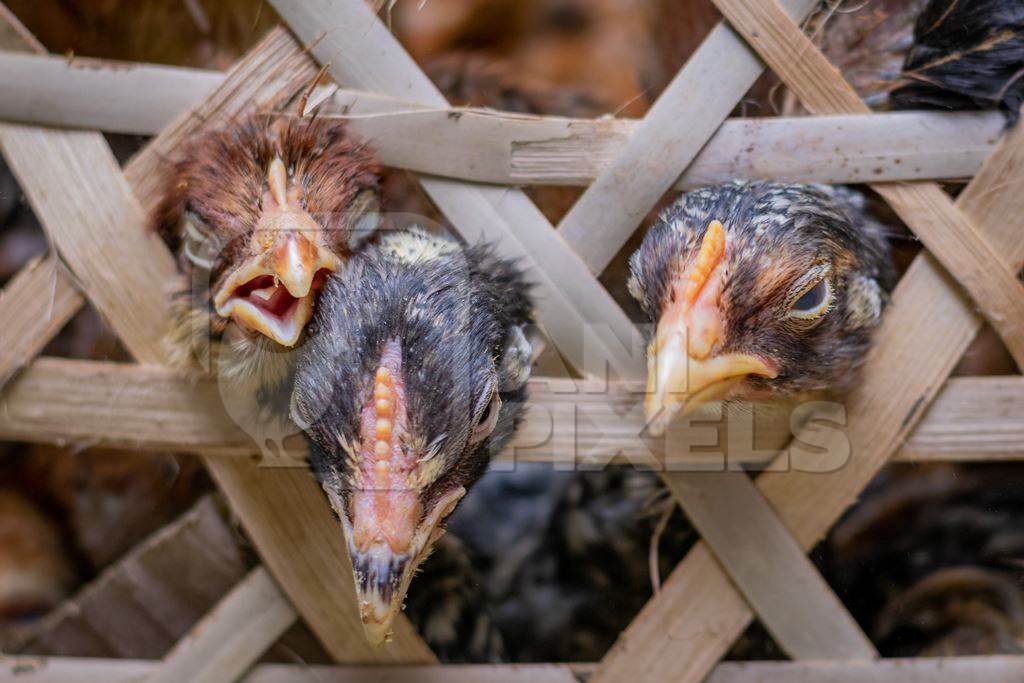 Chicks in a bamboo basket on sale at a live animal market, in Mon, Nagaland, India, 2018