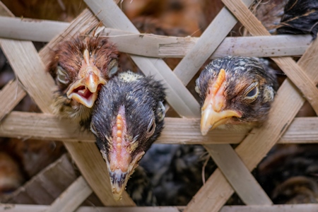 Chicks in a bamboo basket on sale at a live animal market, in Mon, Nagaland, India, 2018