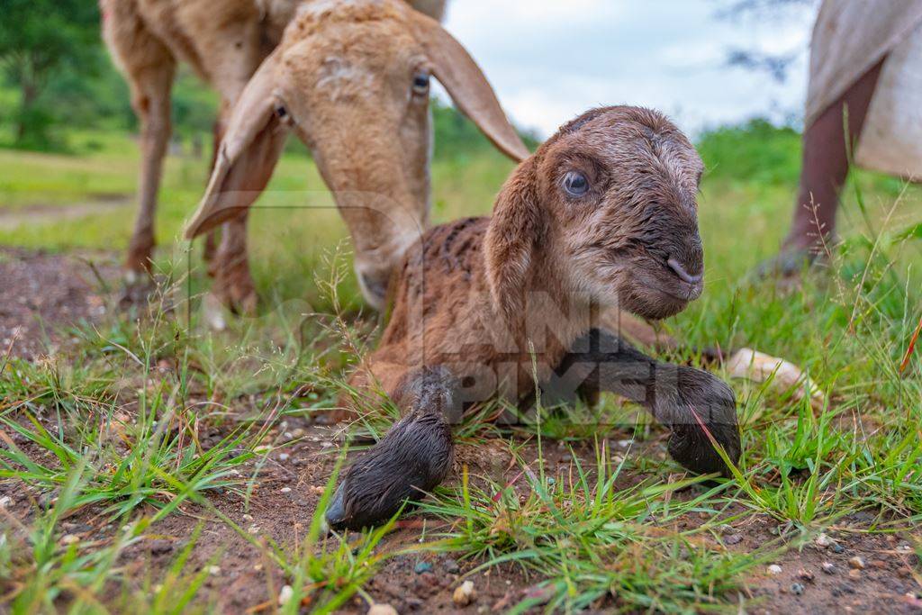 Cute small brown baby Indian lamb with mother sheep nuzzling him in a green field in Maharashtra in India