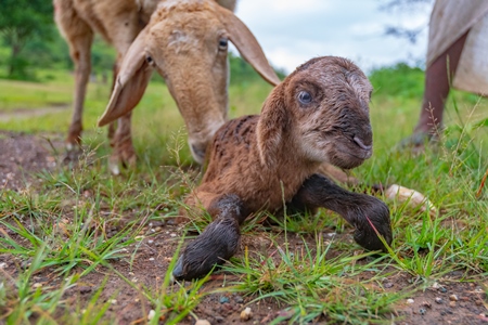 Cute small brown baby Indian lamb with mother sheep nuzzling him in a green field in Maharashtra in India