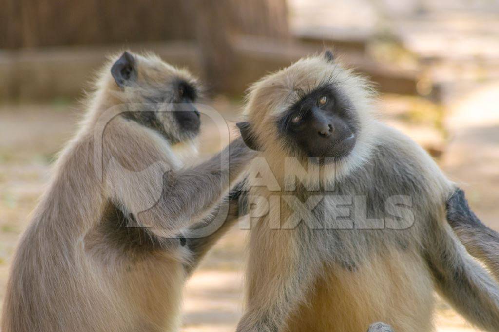 Indian gray or hanuman langurs grooming each other in Mandore Gardens in the city of Jodhpur in Rajasthan in India