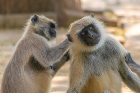 Indian gray or hanuman langurs grooming each other in Mandore Gardens in the city of Jodhpur in Rajasthan in India