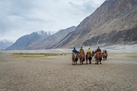 A group of tourists riding bactrian camels used for animal rides at Pangong Lake in Ladakh