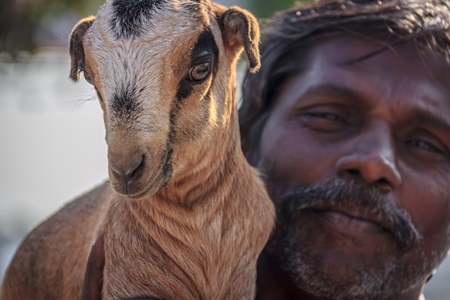 Farmer holding small cute baby goat in an urban city