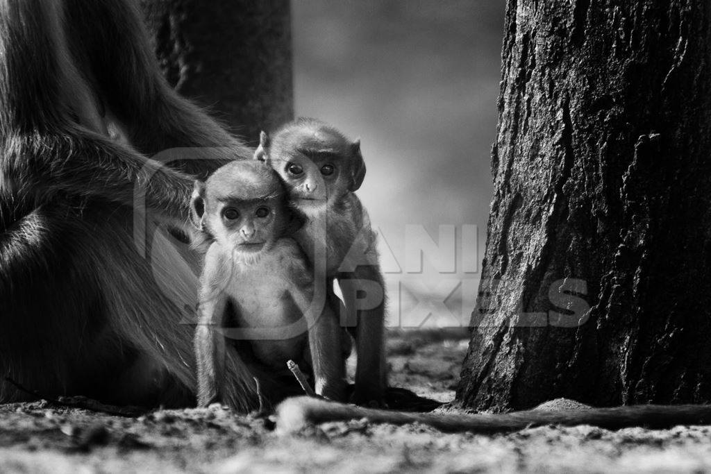 Two baby macaque monkeys in black and white