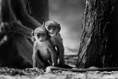 Two baby macaque monkeys in black and white