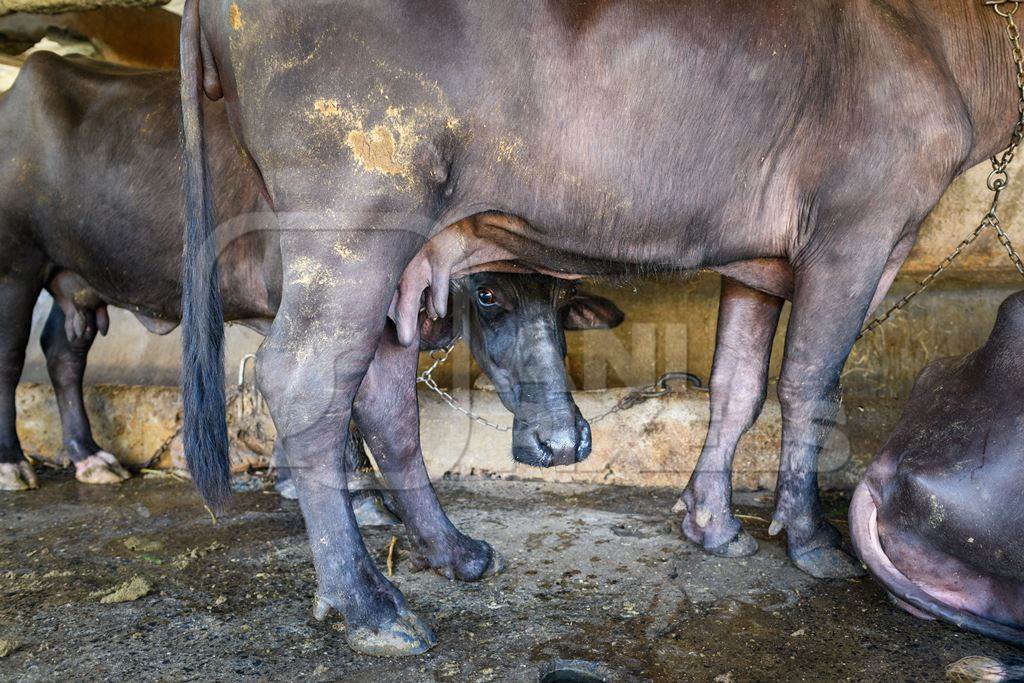 Indian buffaloes tied up in a line in a concrete shed on an urban dairy farm or tabela, Aarey milk colony, Mumbai, India, 2023