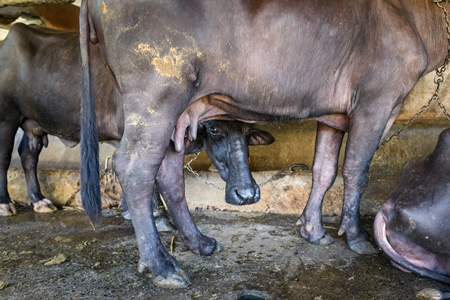 Indian buffaloes tied up in a line in a concrete shed on an urban dairy farm or tabela, Aarey milk colony, Mumbai, India, 2023