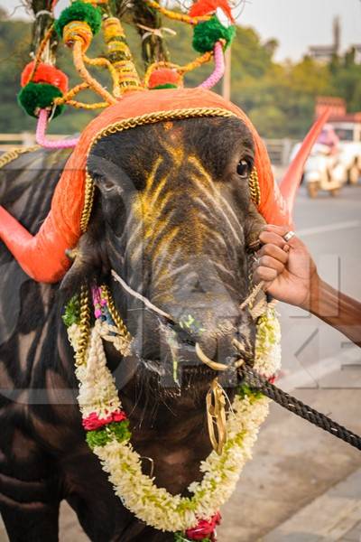 Decorated and colourful buffalo with large orange horns for local religious festival with man walking through street