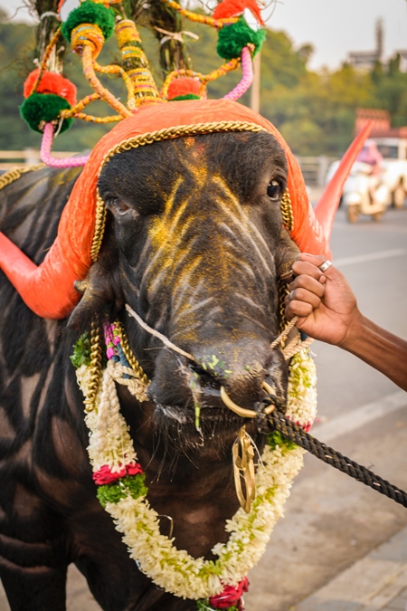 Decorated and colourful buffalo with large orange horns for local religious festival with man walking through street