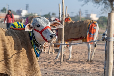 Indian cows or bullocks tied up with nose ropes and wearing blankets at Nagaur Cattle Fair, Nagaur, Rajasthan, India, 2022