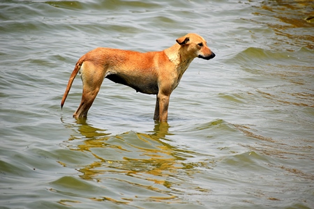 Indian street dog or stray dog standing in water, India