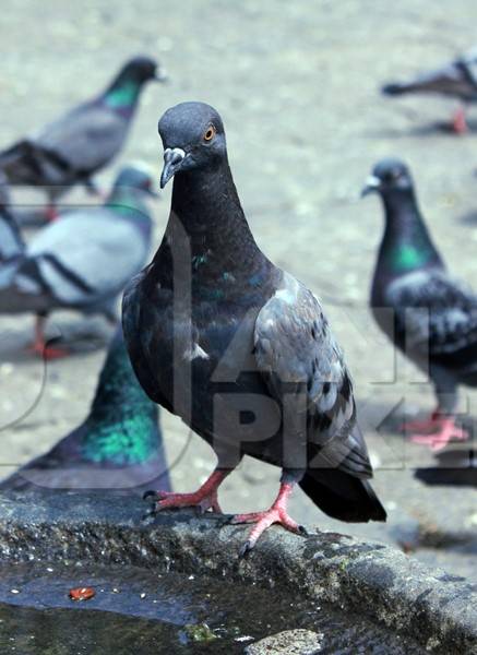 Grey pigeon sitting on side of water bowl