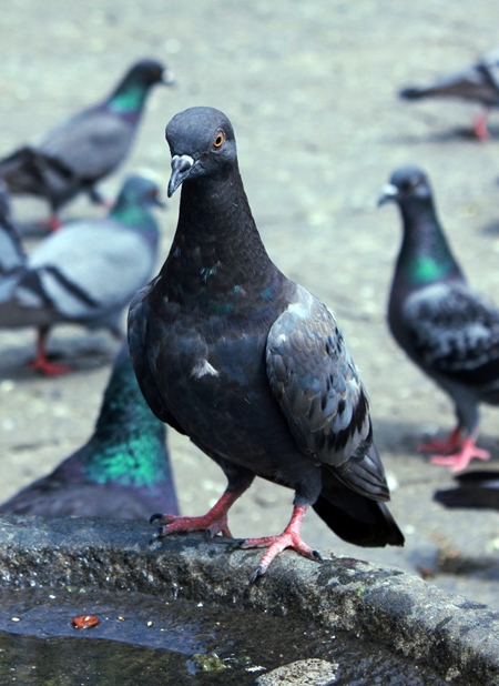 Grey pigeon sitting on side of water bowl