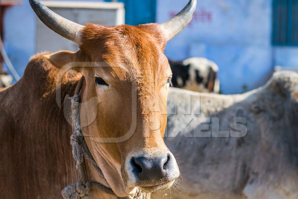 Brown street cow on street in Bikaner in Rajasthan