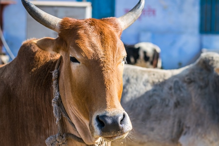 Brown street cow on street in Bikaner in Rajasthan