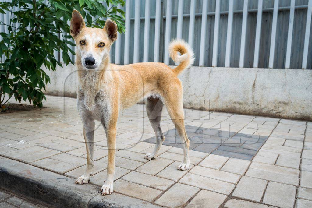 Stray street dog on road in Maharashtra