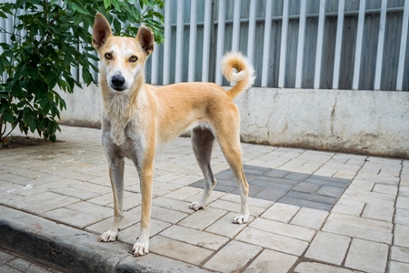 Stray street dog on road in Maharashtra