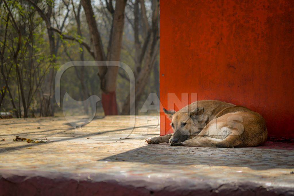 Stray indian street dog lying next to a small temple on a hill in an urban city in Maharashtra