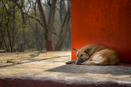 Stray indian street dog lying next to a small temple on a hill in an urban city in Maharashtra