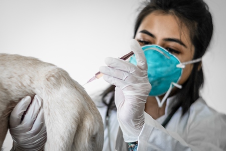 Veterinary doctor giving rabies injection or vaccination to stray street dog in India