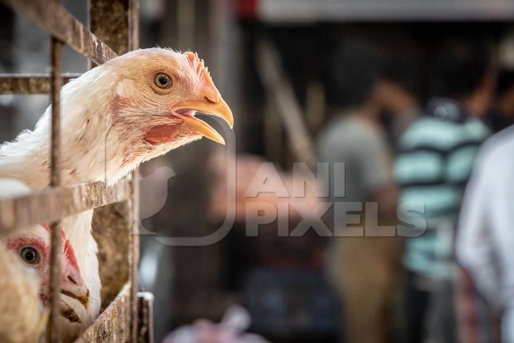 White chicken reaching through the bars of a cage at poultry meat market