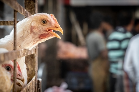 White chicken reaching through the bars of a cage at poultry meat market