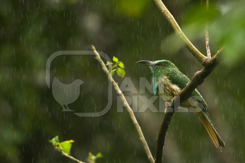 Blue-bearded bee-eater sitting in the rain