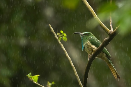 Blue-bearded bee-eater sitting in the rain