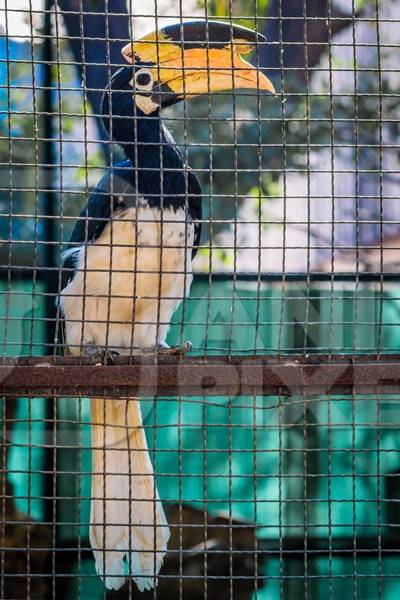 Great Indian hornbill bird behind bars in cage in Mumbai zoo with yellow beak in Byculla zoo