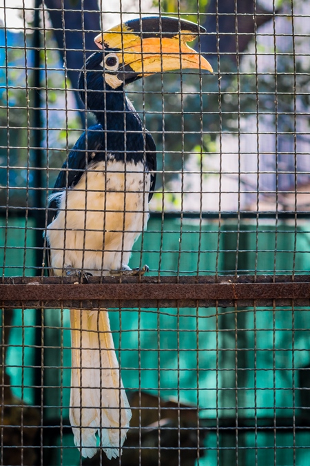 Great Indian hornbill bird behind bars in cage in Mumbai zoo with yellow beak in Byculla zoo