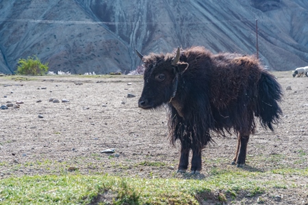 Yak and cow hybrid animal called a Dzo (male) or Dzomo (female) on a farm in the mountains of Ladakh, in the Himalayas, India