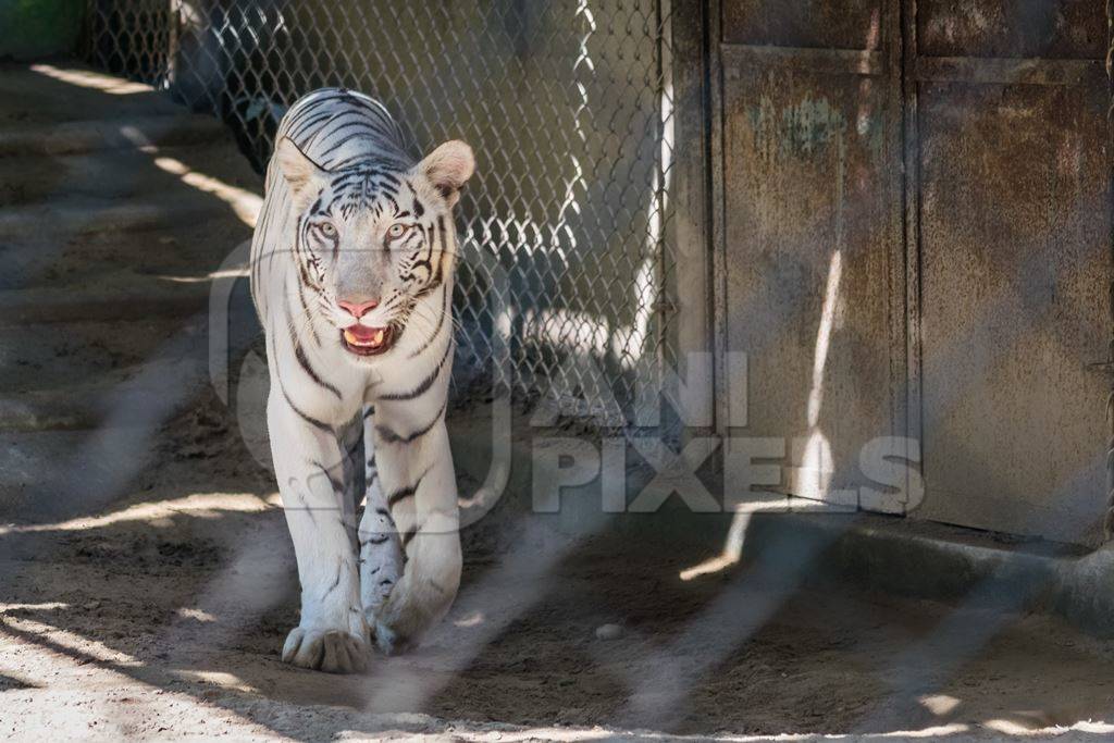 White tiger pacing in cage in Sanjay Gandhi Jaivik Udyan zoo