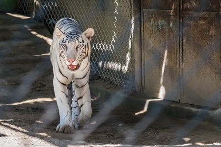 White tiger pacing in cage in Sanjay Gandhi Jaivik Udyan zoo