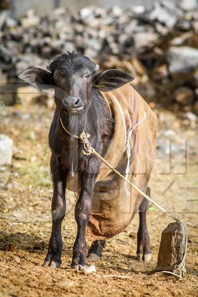 Young farmed buffalo calf tied up on a small farm in the urban city of Jaipur, India, 2022