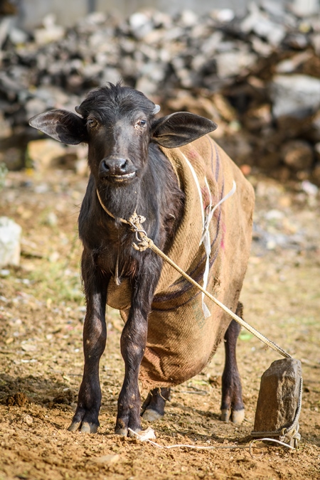 Young farmed buffalo calf tied up on a small farm in the urban city of Jaipur, India, 2022