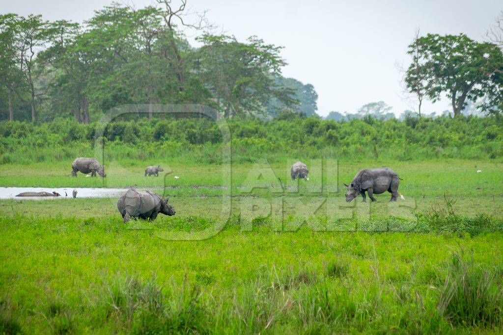 Photo of herd of many Indian one-horned rhinos in landscape with green vegetation in Kaziranga National Park in Assam in India