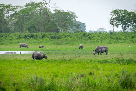 Photo of herd of many Indian one-horned rhinos in landscape with green vegetation in Kaziranga National Park in Assam in India