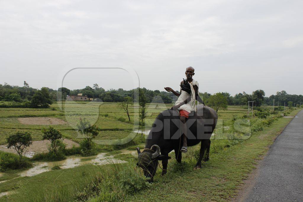 One man sitting on a buffalo in a green field