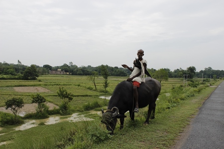 One man sitting on a buffalo in a green field