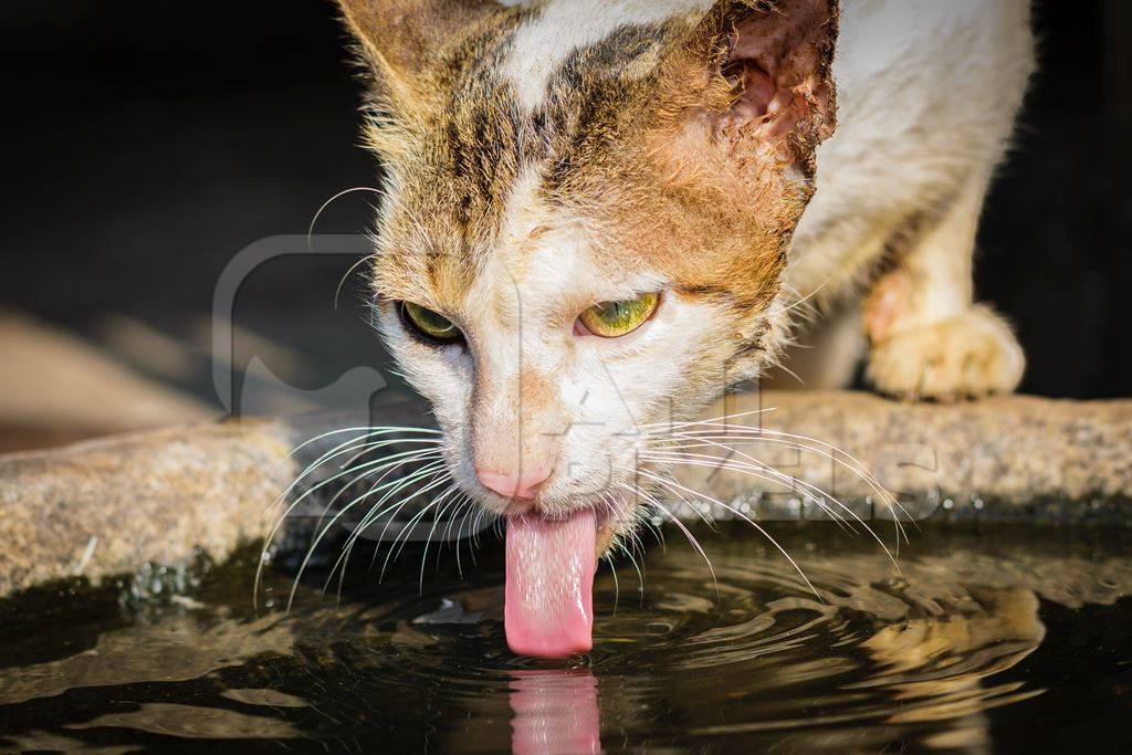 Street cat drinking from a waterbowl outside Crawford meat market