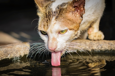 Street cat drinking from a waterbowl outside Crawford meat market