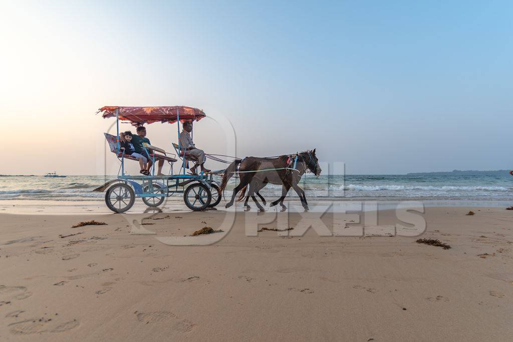 Indian horses giving carriage rides for entertainment to tourists on the beach in Maharashtra, India, 2020