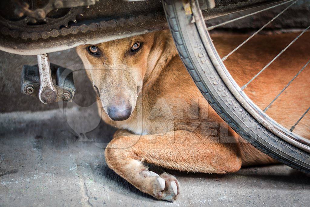 Street dog hiding behind a bicycle in urban city